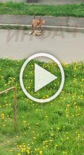 В Костроме стаффорд без намордника подрал собаку и загрыз кота — хозяйка проигнорировала просьбы прохожих