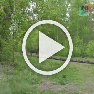 Лосяшей снова заметили недалеко от Новосибирска. Трое...