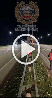 Даже кабаны соблюдают ПДД - обратил внимание начальник ГИБДД Башкирии Севастьянов.