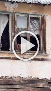 Милота дня: в Грузии спасли от забоя свинью, которая...