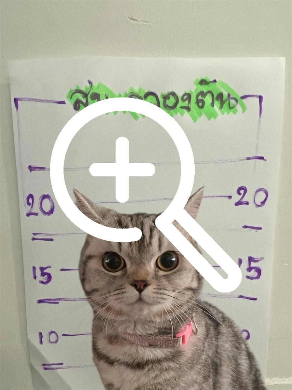 В Таиланде за нападение на полицейских задержали...кота