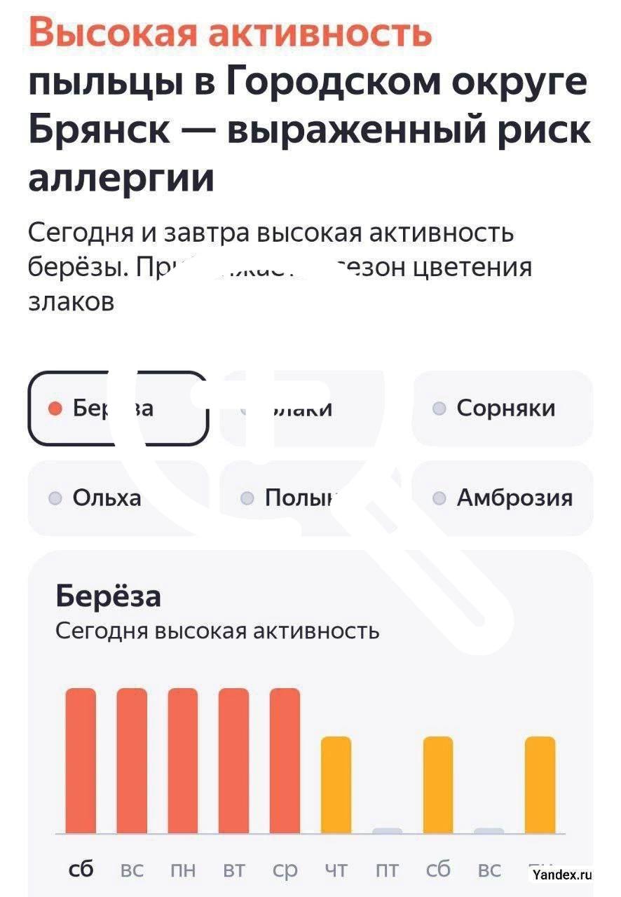 Индикатор пыльцы снова зашкаливает в Брянске