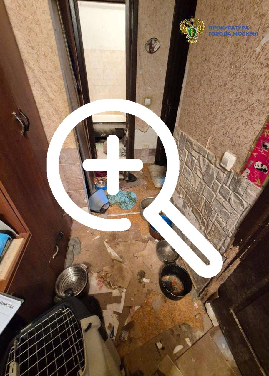 В квартире на Ангарской улице живут 13 собак и 18 кошек...