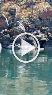 Нерпы на Байкале 🇷🇺 Источник: ЧП Иркутск