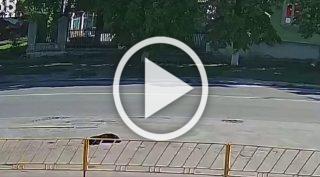В Пензенской области собаку переехали прямо на тротуаре