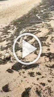 В Анапе новая напасть. Местные пляжи захватили водоросли — камка.