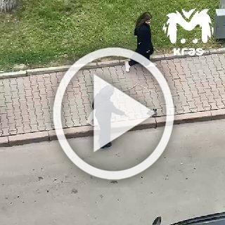 Ворона нападала на прохожих в Красноярске, чтобы защитить птенца