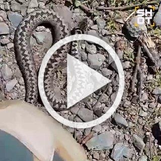 Ядовитая змея напала на маленького оператора National...