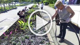 В Оренбурге украшают город цветами. В сквере им....