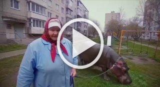 бегемота и теперь ездит на нём до магазина.
