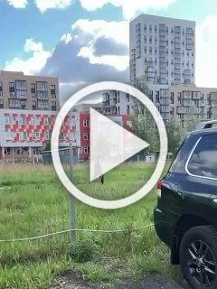 В Красноярске часто можно встретить диких птиц. По...