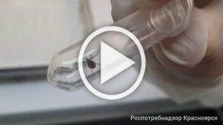 Больше 1,5 тысяч человек пострадали от укусов клещей в...