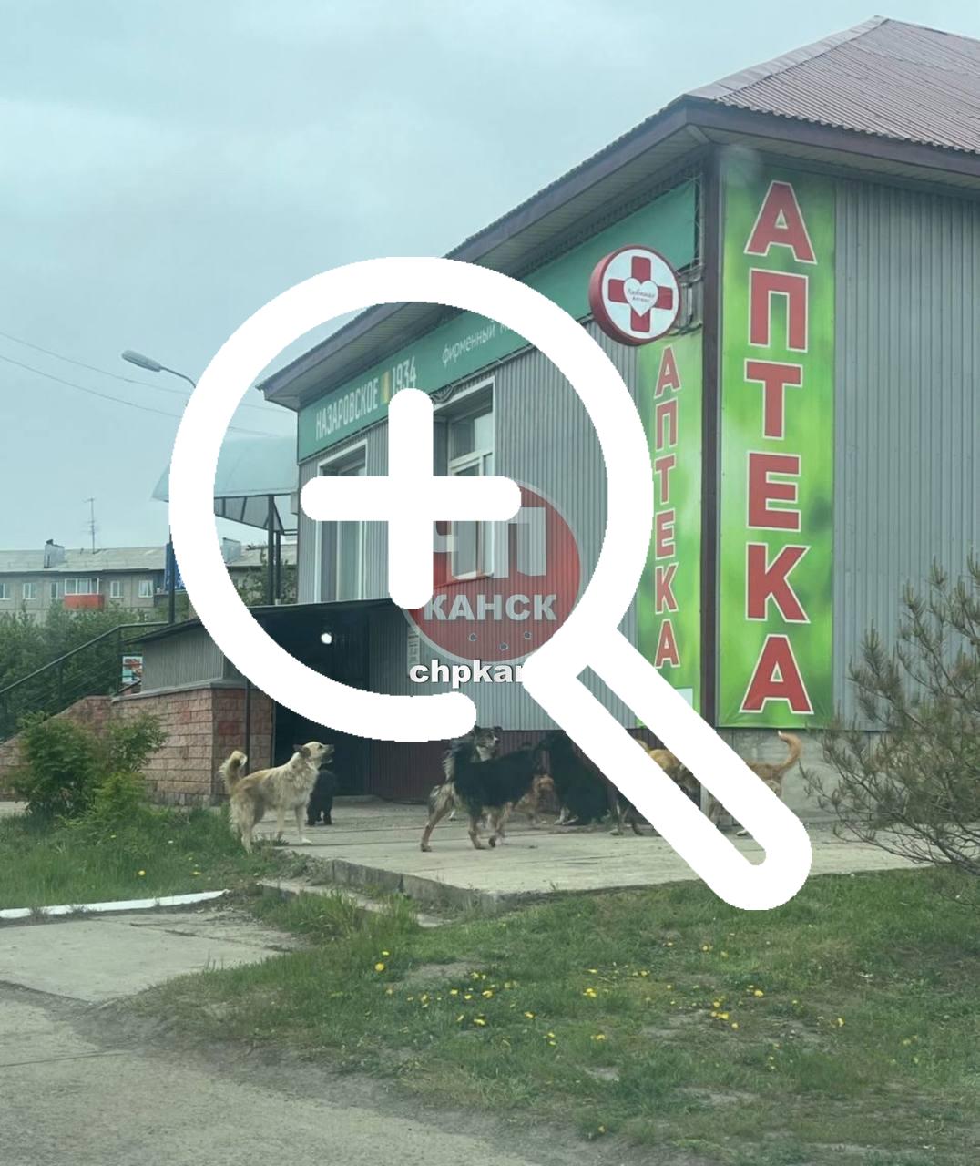 Вот такая стая собак бегает возле Лицея. Взрослые люди...