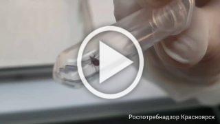 Больше 1,5 тысяч человек пострадали от укусов клещей в...