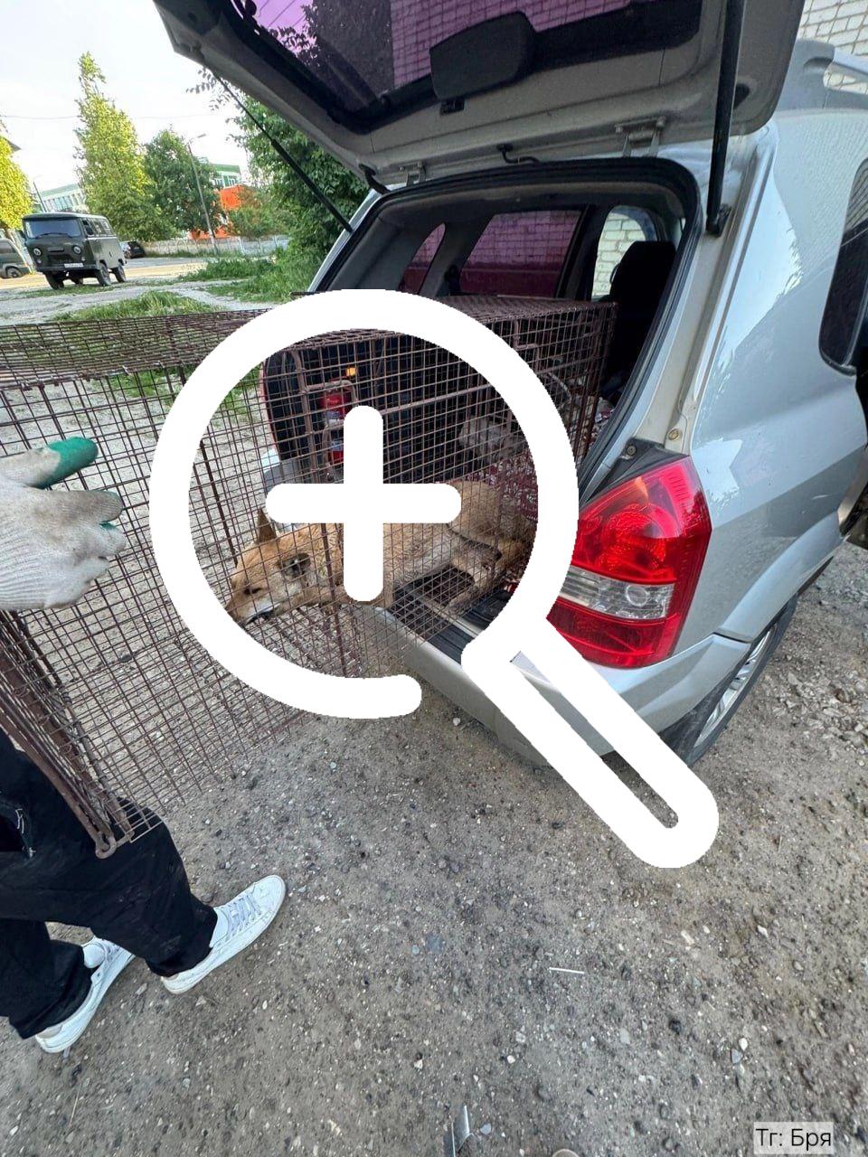 Собаку-маугли, которая провела три года в бункере в Дятьково, спасли волонтёры и МЧС