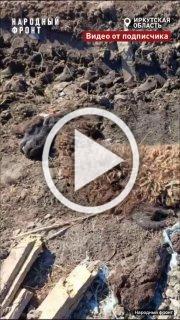 Кишки животных гниют прямо в озере в Иркутской области