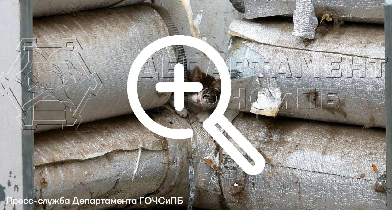 Жильцы дома на Хорошёвском шоссе услышали жалобное...