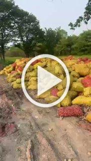 Неизвестные выкинули тонны картофеля в Приморском крае.