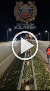 В Башкортостане местные кабаны сделали скачок в эволюции...