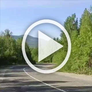 Жёсткий файтинг медвежат недалеко от Межгорья....