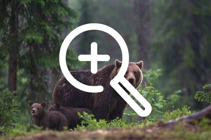 Голодные медведи в Ергаках: шаг в сторону — и тебя...