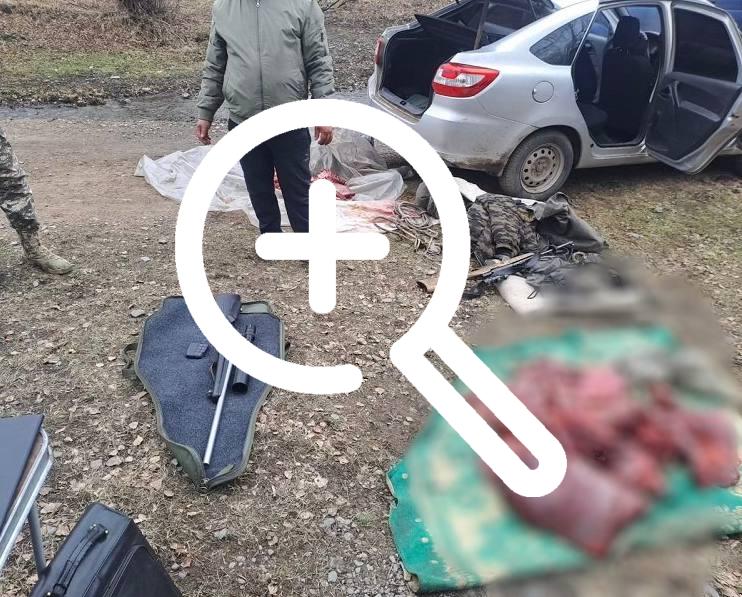Дознаватели шушенской полиции подозревают мужчину в незаконной охоте на трех косуль