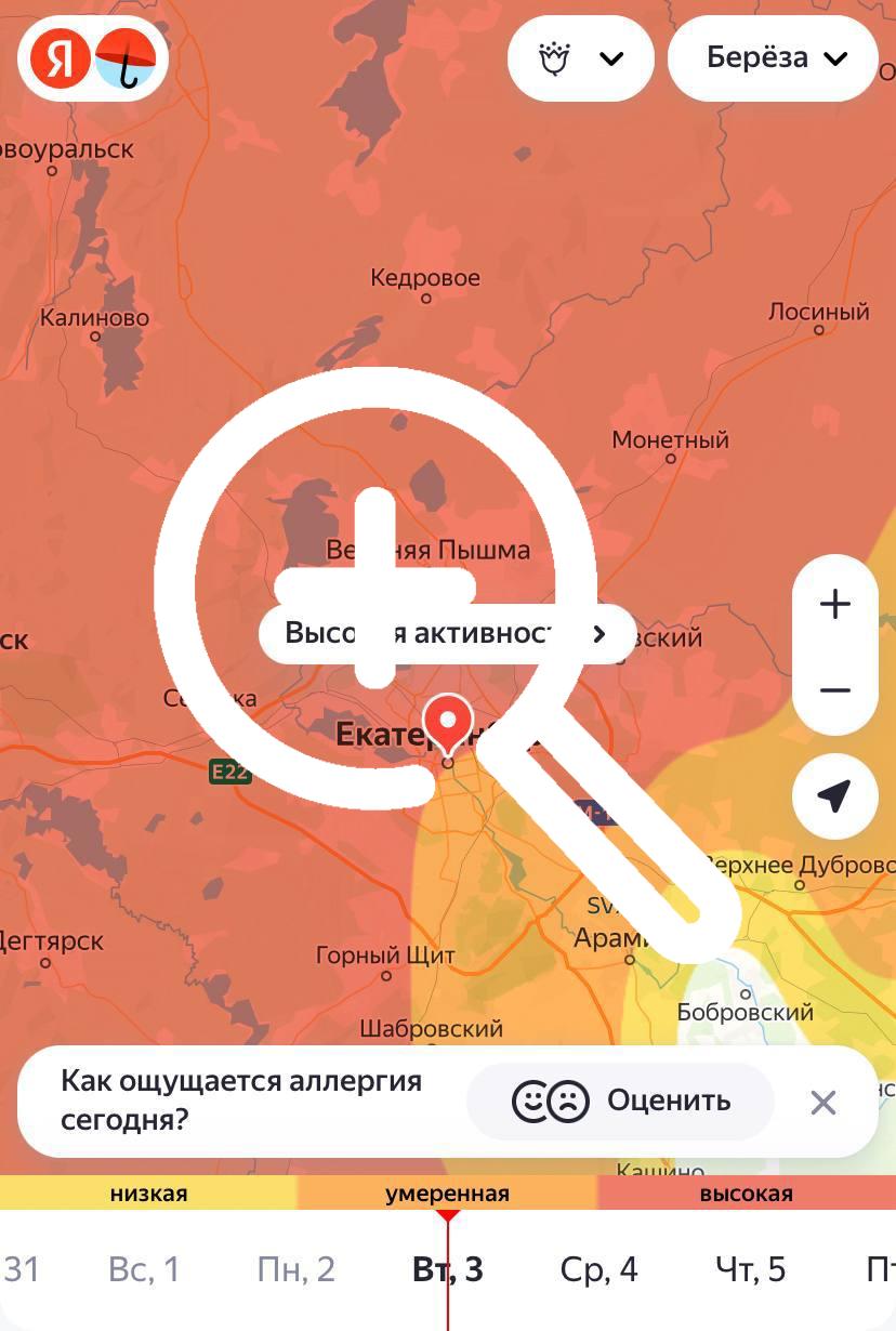 В Екатеринбурге с 7 июня ожидается высокий уровень пыльцы злаков