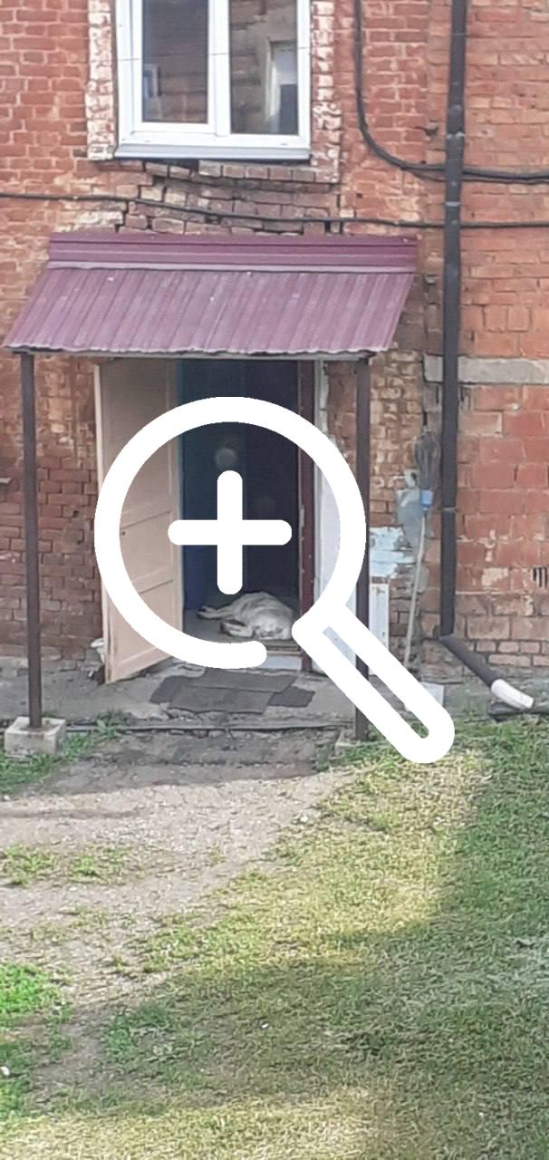 Бездомные собаки поселились на территории городской...