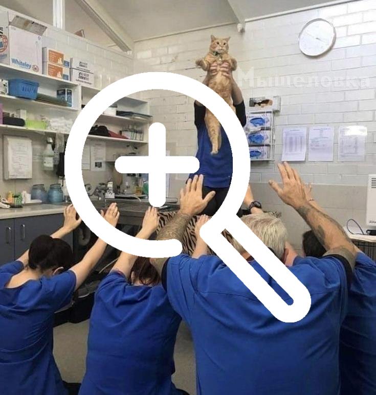 Сегодня День порадования кошачьих богов — в этот день...