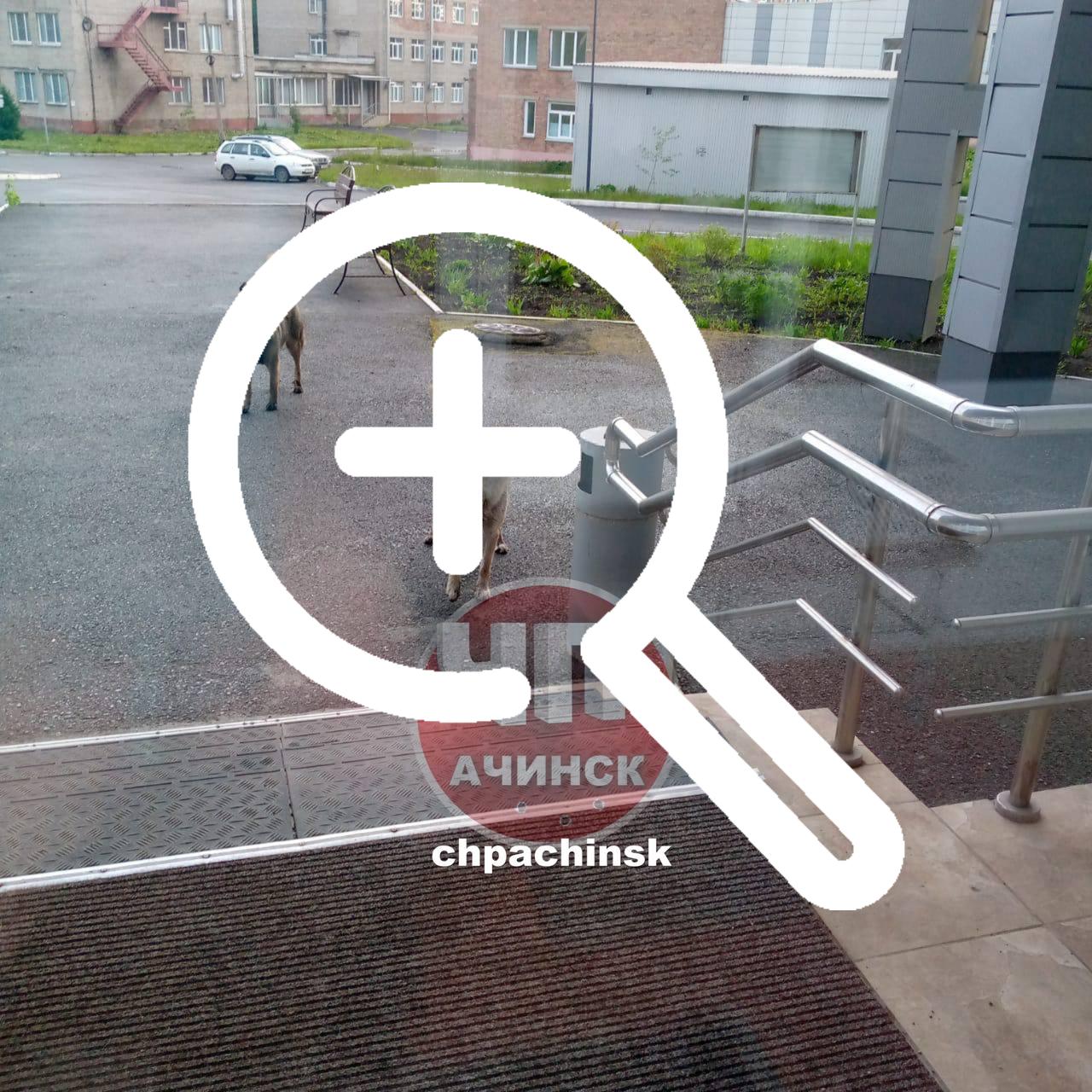 От читателя: Администрация города бездействует по отлову...