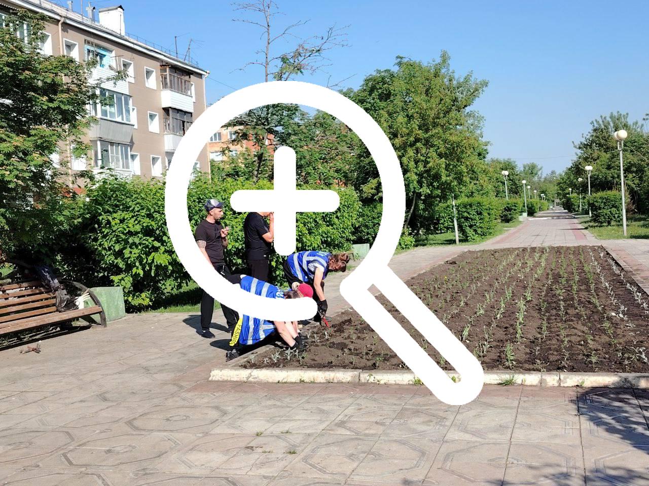 В Ачинске высаживают цветы на городские клумбы Первым...