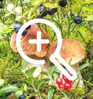 В новозыбковских грибах, ягодах и мясе дикого кабана...
