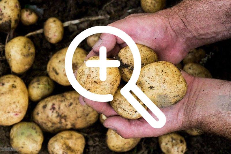Дефицит картофеля возможен в начале лета