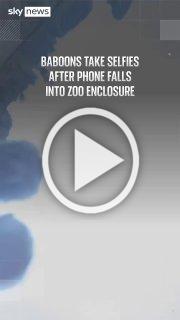 Обезьяны украли iPhone и стали блогерами