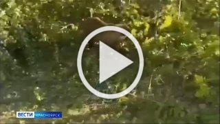 Три медведя проникли на дачный участок в посёлке Подгорный