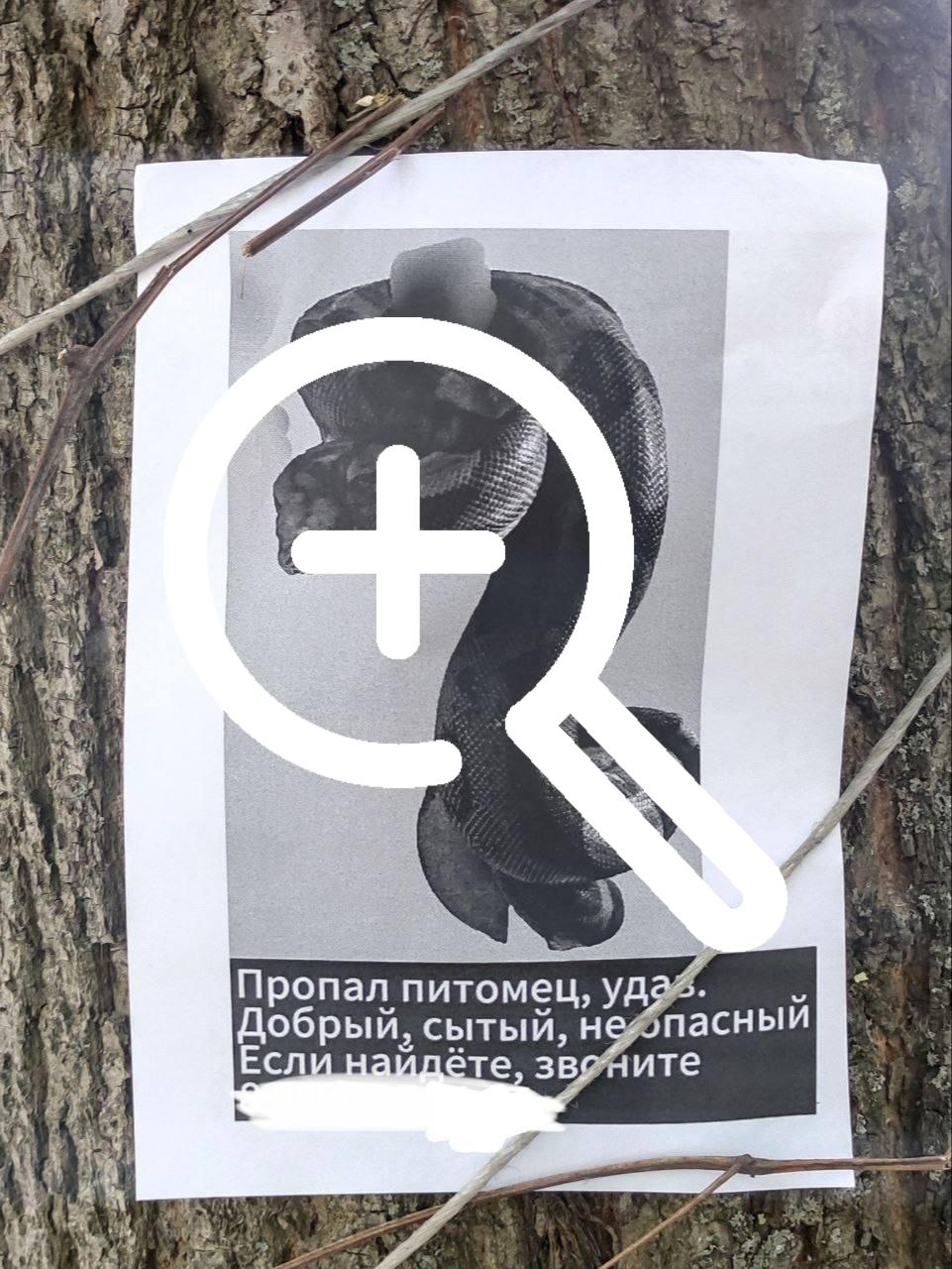 В одной из квартир дома на Нежинской у девушки жил удав —...