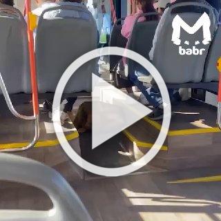 Хвостатый безбилетник завёлся в Улан-Удэ: немецкая...