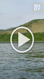 Стая косаток устроила водное шоу для туристов, плывших к...