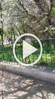 Огромное количество горностаевой моли, которая падает...