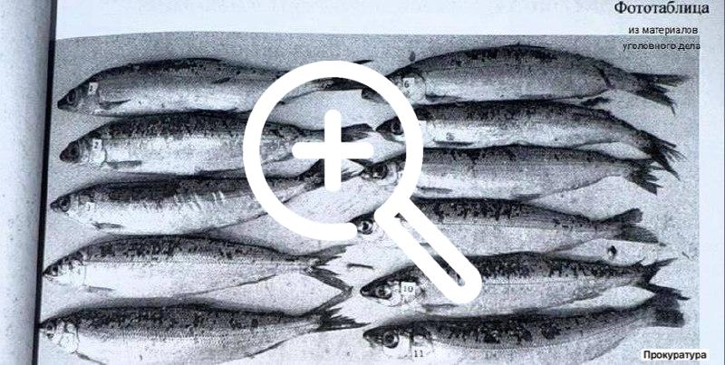 Незаконно ловил рыбу житель Ольхонского района 40-летнему...