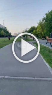 Обстановка в московском Чертаново: овца пыталась сбежать...