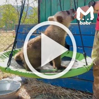 — Мишаня, это качели. — Качели, это Мишаня. У топтыжки из...