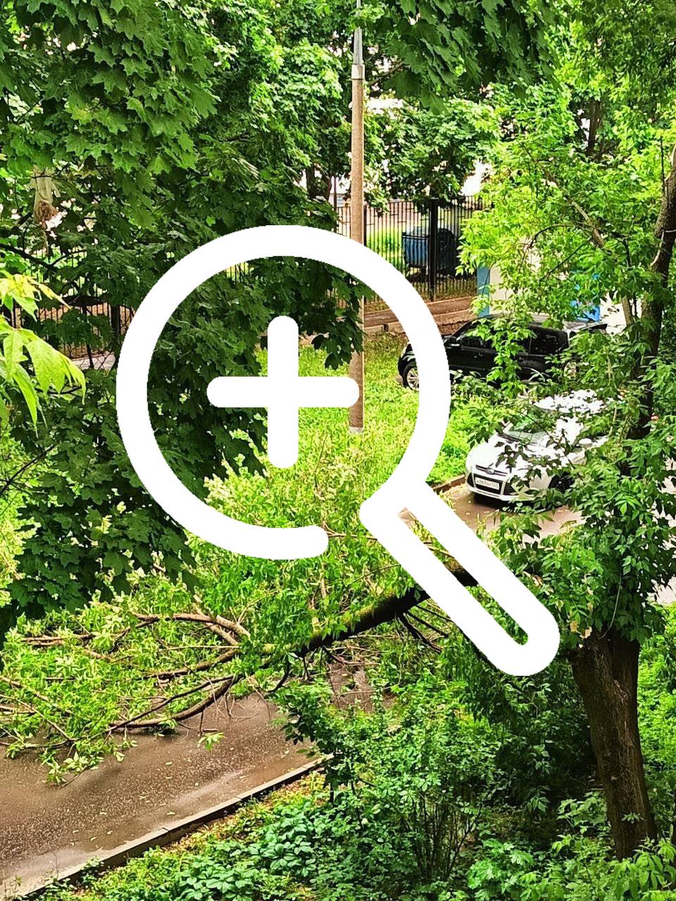 В Коломне дерево упало на девушку.