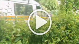 В Коломне дерево упало на девушку.