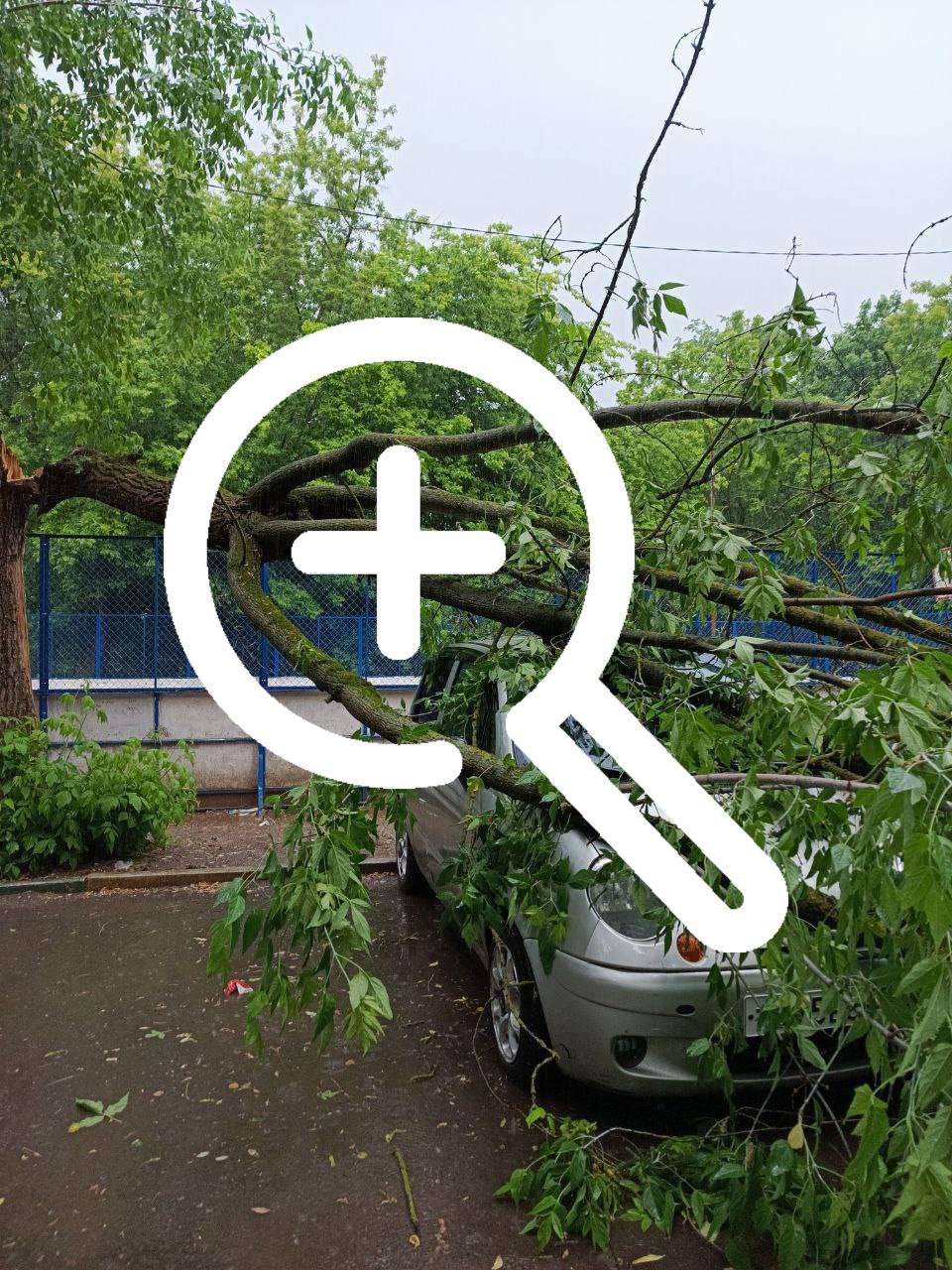 В Коломне дерево упало на девушку.