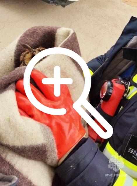 В Петербурге пожарные заметили сову с травмированным...