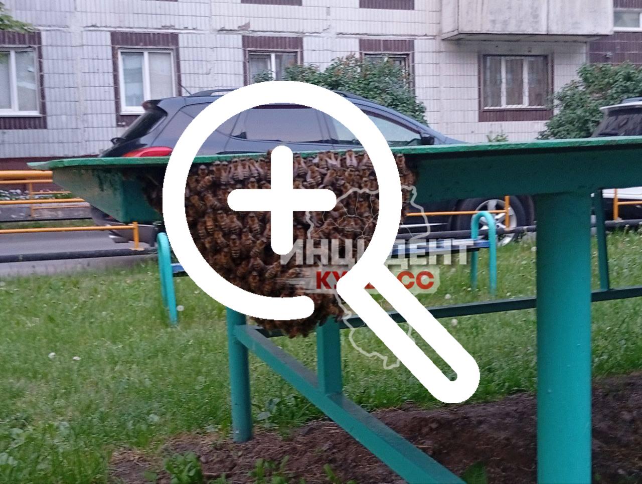 Огромный пчелиный рой кемеровчане заметили под теннисным...