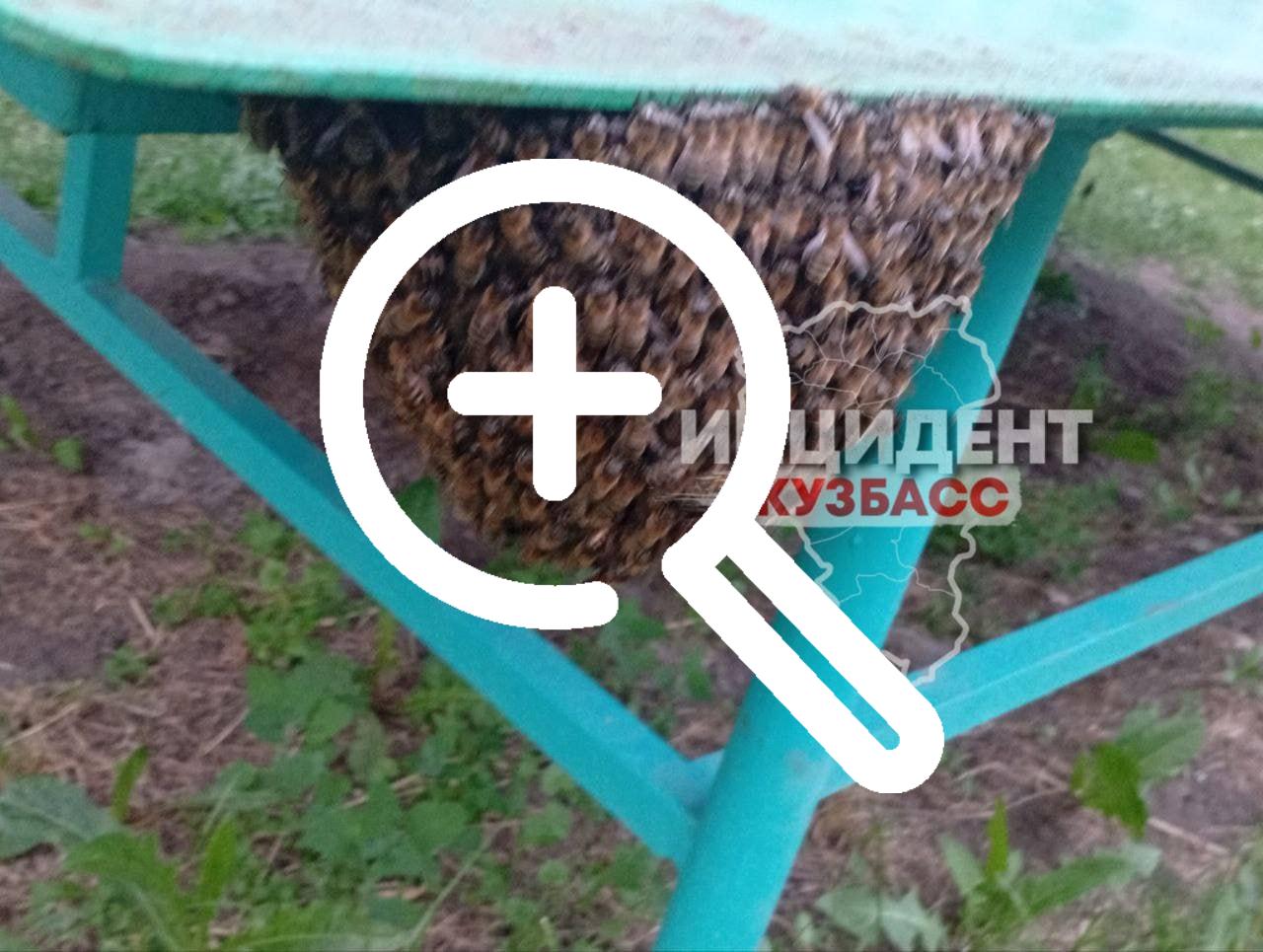 Огромный пчелиный рой кемеровчане заметили под теннисным...