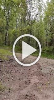 В лесу Приозерского района Ленобласти заметили бурого...