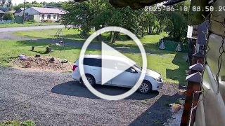 Домашняя собака разорвала щенка хаски в Ачинском районе...